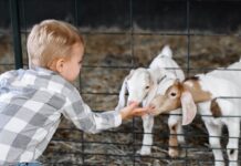 Best Zoos in Ottawa: Where to See Animals in Canada’s Capital