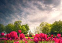 Сади Оттави — підбірка найкращих мальовничих місць