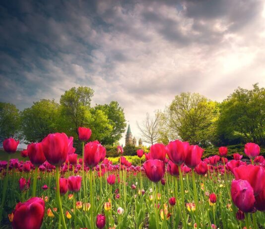 Ottawa’s Gardens: A Selection of the Most Picturesque Spots