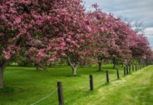 Дендропарк і ботанічний сад Центральної експериментальної ферми