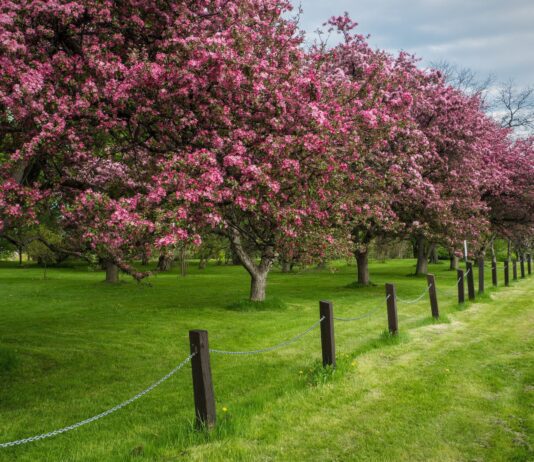 Dominion Arboretum and Botanical Garden at the Central Experimental Farm