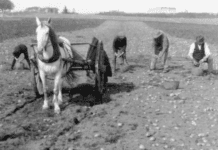 The First Cultivation of Potatoes in Ottawa