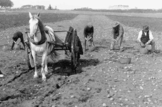 The First Cultivation of Potatoes in Ottawa