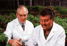 Когда впервые в Оттаве была выращена соя?