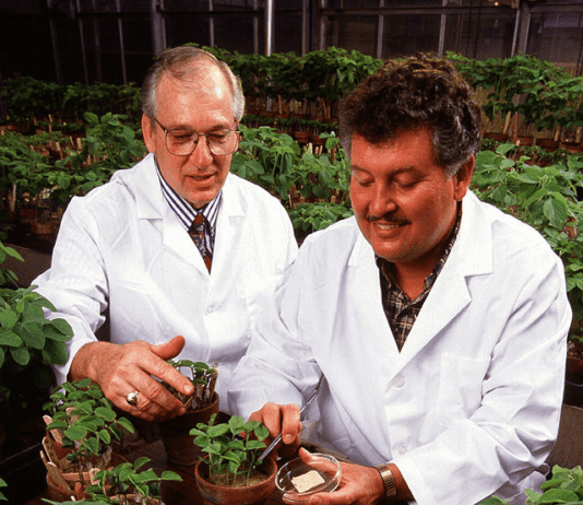 Когда впервые в Оттаве была выращена соя?