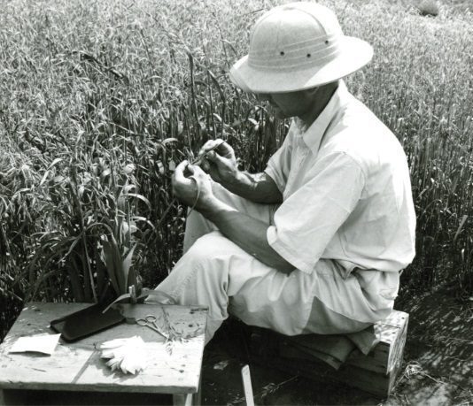 Как в Оттаве изобрели пшеницу высочайшего качества?