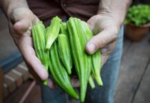 Okra Varieties Developed for Ottawa’s Cold Climate