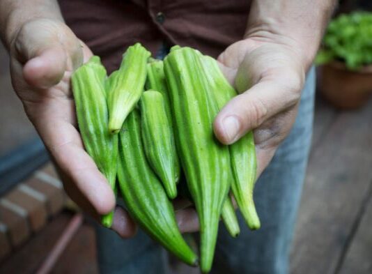 Okra Varieties Developed for Ottawa’s Cold Climate