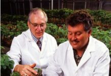 Коли вперше в Оттаві було вирощено сою?