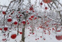 Apples Grown in Ottawa