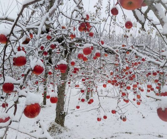 Apples Grown in Ottawa