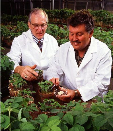 Коли вперше в Оттаві було вирощено сою?