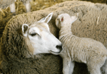 Akrot Sheep: A Domestic Breed Developed in Ottawa