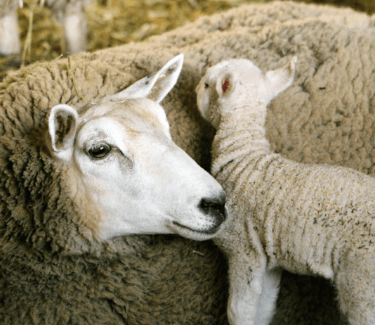 Порода домашніх овець, виведена в Оттаві