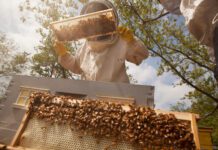 The Story of Nadine Dessaint, Head Beekeeper at the Canada Agriculture and Food Museum: Secrets of Beekeeping