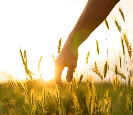 From the First Mills to the Development of Marquis Wheat in Ottawa: The Story of Traditional Breadmaking