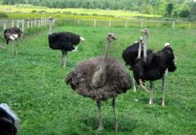Страусина ферма Ferme Ostribee та її історія