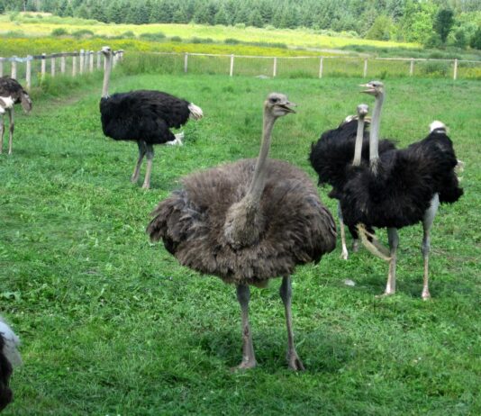 Страусиная ферма Ferme Ostribee и ее история