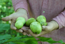 Дерева лапи та екзотичні фрукти Онтаріо