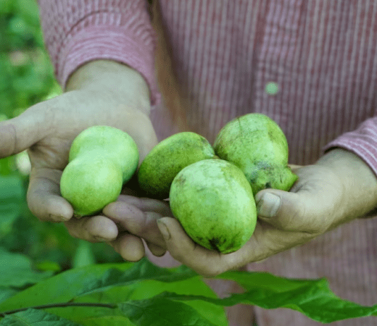 Деревья лапы и экзотические фрукты