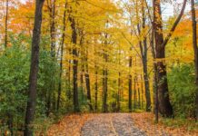 Vincent Massey Park