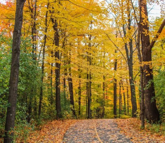 Vincent Massey Park