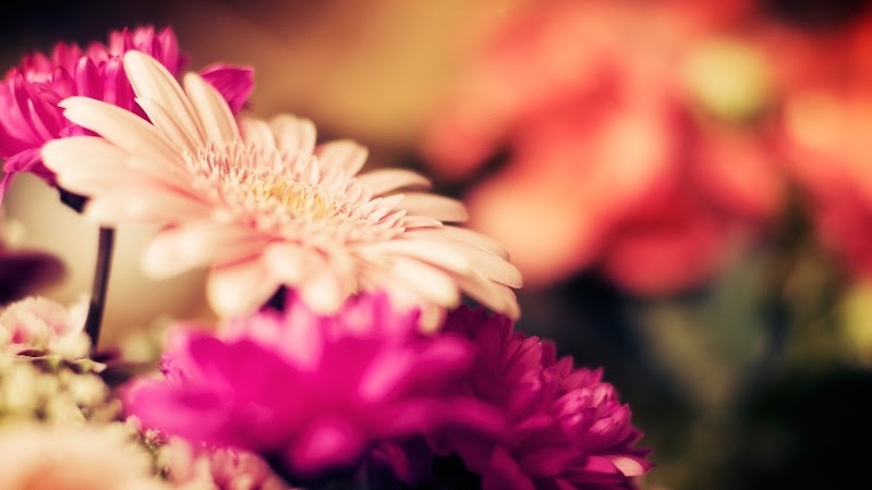 Vivian Flowers